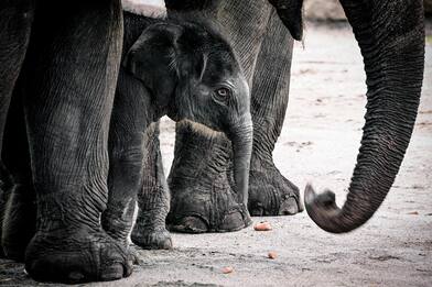 Festa allo zoo di Colonia: è nata un'elefantina. FOTO