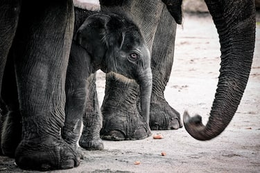 epa08493361 A new born female elephant-calf (Elephantidae)  walks with her mother in their enclosure in the Cologne Zoo, in Cologne, Germany, 18 June 2020. The still unnamed calf was born on 17 June 2020.  EPA/SASCHA STEINBACH