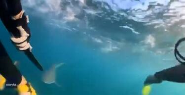 Australia, incontro tra due piccoli sub e uno squalo. VIDEO