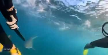 squalo-australia-storyful