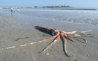 Calamaro gigante di 4 metri ritrovato su una spiaggia in Sudafrica
