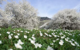 1131956856 Fruit trees stand in full bloom on a meadow in Kappelodeck near Baden-Baden, southern Germany, where temperatures were expected to reach up to 17 degrees Celsius on March 22, 2019. (Photo by Benedikt Spether / dpa / AFP) / Germany OUT (Photo credit should read BENEDIKT SPETHER/DPA/AFP via Getty Images)