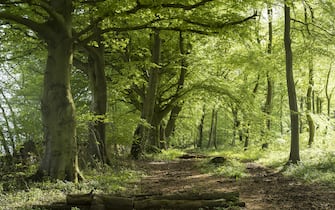 1175207487 GLOUCESTERSHIRE, UNITED KINGDOM: Woodland path by ancient beech trees - Fagus - in late spring, early summer in the Gloucestershire Cotswolds, United Kingdom. (Photo by Tim Graham/Getty Images)