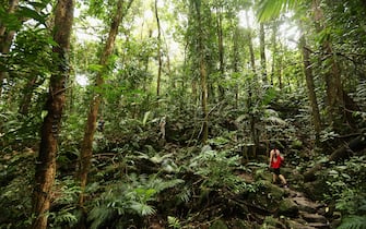 CAIRNS, AUSTRALIA - NOVEMBER 14:  Vistors walk through the world heritage listed daintree rainforest on November 14, 2012 in Mossman Gorge, Australia. Located in Far North Queensland, the Cairns region is one of Australiaâ  s most popular travel destinations with a tropical climate and close proximity to both the Great Barrier Reef and Daintree Rainforest.  (Photo by Mark Kolbe/Getty Images)