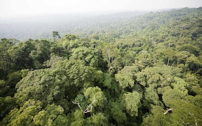 Brasile, deforestazione record in Amazzonia: +22% in 15 anni