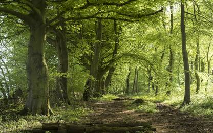 Foreste, in Europa assorbono il 20% delle emissioni fossili. FOTO