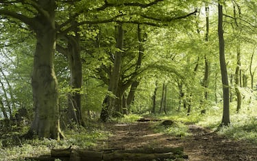 GLOUCESTERSHIRE, UNITED KINGDOM: Woodland path by ancient beech trees - Fagus - in late spring, early summer  in the Gloucestershire Cotswolds, United Kingdom.  (Photo by Tim Graham/Getty Images)