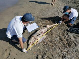Trovati due delfini morti sulla costa di Fiumicino. FOTO