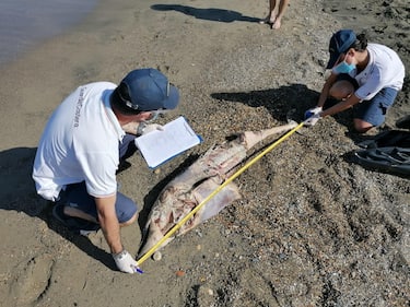 Due delfini sono stati trovati morti dalla guardia costiera sulla costa di Fiumicino, entrambi sulla spiaggia di Focene, Fiumicino, 29o Giugno 2020. ANSA/UFFICIO STAMPA/CAPITANERIA DI PORTO ROMA