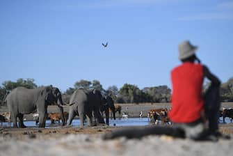 A farmer look at his cattle drinking water in one of the dry channel of the wildlife reach Okavango Delta near the Nxaraga village in the outskirt of Maun, on 28 September 2019. - The Okavango Delta is one of Africa's last remaining great wildlife habitat and provides refuge to huge concentrations of game. Botswana government declared this year as a drought year due to no rain fall through out the country. (Photo by MONIRUL BHUIYAN / AFP) (Photo by MONIRUL BHUIYAN/AFP via Getty Images)