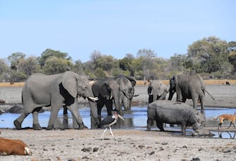 Elephants drink water in one of the dry channel of the wildlife reach Okavango Delta near the Nxaraga village in the outskirt of Maun, on 28 September 2019. - The Okavango Delta is one of Africa's last remaining great wildlife habitat and provides refuge to huge concentrations of game. Botswana government declared this year as a drought year due to no rain fall through out the country. (Photo by MONIRUL BHUIYAN / AFP) (Photo by MONIRUL BHUIYAN/AFP via Getty Images)