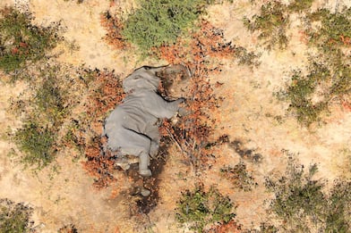 Botswana, morti oltre 350 elefanti: le cause sono un mistero. FOTO