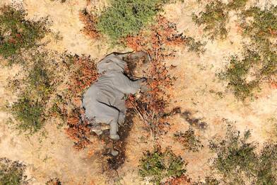 Botswana, morti oltre 350 elefanti: le cause sono un mistero. FOTO