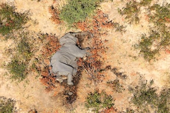 epa08524236 Aerial view of the carcass of one of the approximately 350 elephants that have been found dead for unknown reasons in the Okavango Delta area, near the town of Maun, northern Botswana, 03 July 2020. This unprecedented death toll for the pachyderms does not appear to be related to poaching, as their coveted ivory tusks are still attached to the corpses. Authorities are performing various tests to determine the cause of death.  EPA/STR
