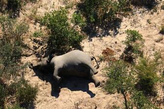 epa08524235 Aerial view of the carcass of one of the approximately 350 elephants that have been found dead for unknown reasons in the Okavango Delta area, near the town of Maun, northern Botswana, 03 July 2020. This unprecedented death toll for the pachyderms does not appear to be related to poaching, as their coveted ivory tusks are still attached to the corpses. Authorities are performing various tests to determine the cause of death.  EPA/STR