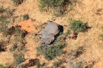 epa08524245 Aerial view of the carcass of one of the approximately 350 elephants that have been found dead for unknown reasons in the Okavango Delta area, near the town of Maun, northern Botswana, 03 July 2020. This unprecedented death toll for the pachyderms does not appear to be related to poaching, as their coveted ivory tusks are still attached to the corpses. Authorities are performing various tests to determine the cause of death.  EPA/STR