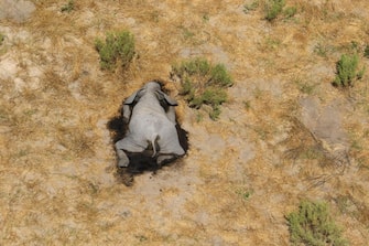 epa08524237 Aerial view of the carcass of one of the approximately 350 elephants that have been found dead for unknown reasons in the Okavango Delta area, near the town of Maun, northern Botswana, 03 July 2020. This unprecedented death toll for the pachyderms does not appear to be related to poaching, as their coveted ivory tusks are still attached to the corpses. Authorities are performing various tests to determine the cause of death.  EPA/STR