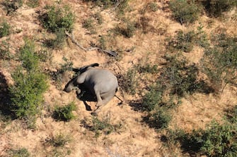 epa08524234 Aerial view of the carcass of one of the approximately 350 elephants that have been found dead for unknown reasons in the Okavango Delta area, near the town of Maun, northern Botswana, 03 July 2020. This unprecedented death toll for the pachyderms does not appear to be related to poaching, as their coveted ivory tusks are still attached to the corpses. Authorities are performing various tests to determine the cause of death.  EPA/STR