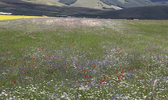 A general aerial view of the fields of Castelluccio di Norcia, offering a breathtaking flowering lanscape, considered a unique view in the world, in Castelluccio di Norcia, Umbria, Italy, 06 June 2020.   ANSA/GIANLUIGI BASSILETTI