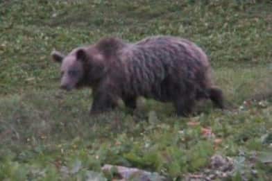 Abbattimento orsi pericolosi, via libera dal Consiglio di Trento