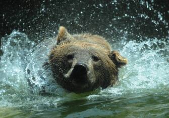 Un orso cerca refrigerio dal caldo tuffandosi in acqua, stamani al Bioparco di Roma.
ANSA/MARIO DE RENZIS/DRN