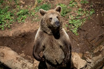 ROME, ITALY - JUNE 25: A Brown Bear is seen at the "Bioparco" (Rome zoo) during a heat wave, on June 25, 2019 in Rome, Italy. (Photo by Antonio Masiello/Getty Images)