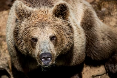 Individuato orso dell'aggressione al Monte Peller, sarà abbattuto