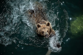 ROME, ITALY - JUNE 25: A Brown Bear plays in the water to cool off during a heat wave at the "Bioparco" (Rome zoo), on June 25, 2019 in Rome, Italy. (Photo by Antonio Masiello/Getty Images)