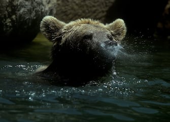 1150157705 A bear refreshes himself in a pool of water at the Rome zoo (Bioparco di Roma) as temperatures reach 30 degrees on June 15, 2019 in the Italian capital. (Photo by Filippo MONTEFORTE / AFP) (Photo credit should read FILIPPO MONTEFORTE/AFP via Getty Images)