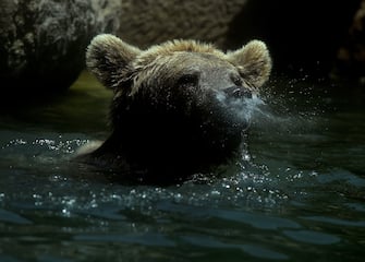 A bear refreshes himself in a pool of water at the Rome zoo (Bioparco di Roma) as temperatures reach 30 degrees on June 15, 2019 in the Italian capital. (Photo by Filippo MONTEFORTE / AFP)        (Photo credit should read FILIPPO MONTEFORTE/AFP via Getty Images)