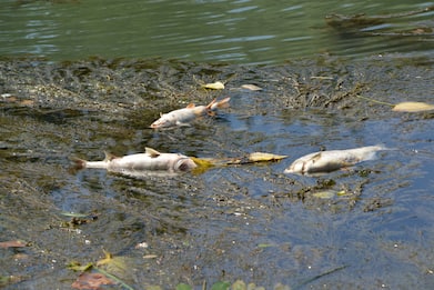 Roma, moria pesci nel Tevere a causa delle acque basse