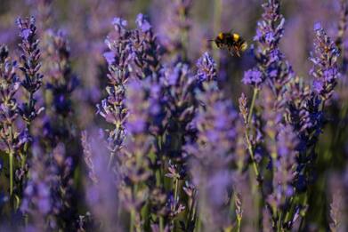 Lavanda, è tempo di campi fioriti. FOTO