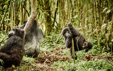 Ruanda, le spettacolari immagini dei gorilla di montagna. FOTO