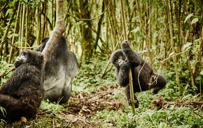 Ruanda, le spettacolari immagini dei gorilla di montagna. FOTO