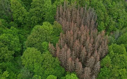 Clima, foreste europee in sofferenza a causa della siccità