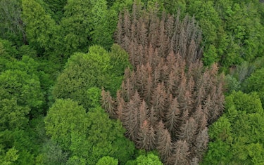 An aerial view shows dead spruce trees suffering from drought stress next to green beeches in a forest near Iserlohn, western Germany, on April 28, 2020. (Photo by Ina FASSBENDER / AFP) (Photo by INA FASSBENDER/AFP via Getty Images)