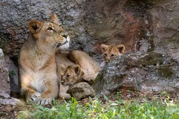 Aasha e Naisha, scelti i nomi delle leoncine nate al Bioparco. FOTO