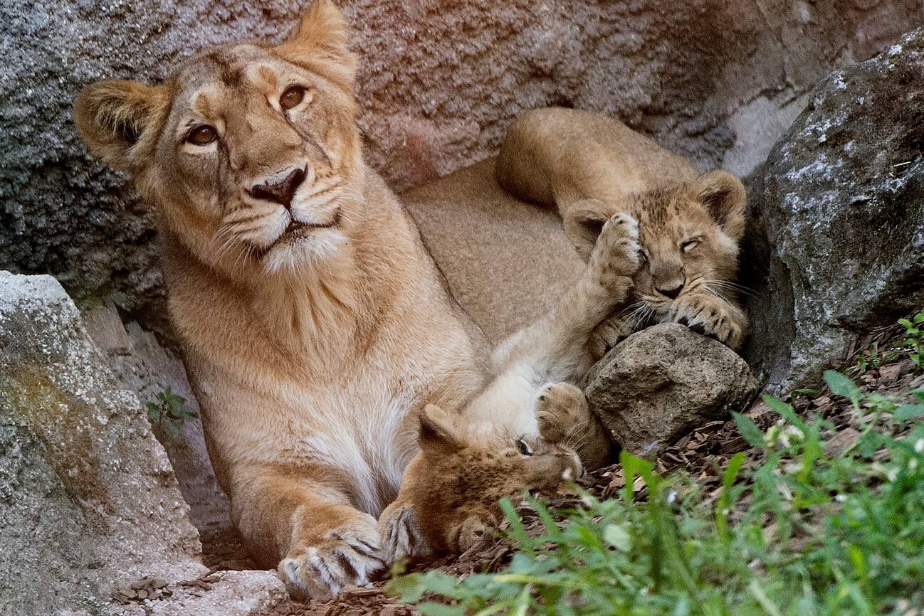Aasha E Naisha Scelti I Nomi Delle Leoncine Asiatiche Nate Al Bioparco 