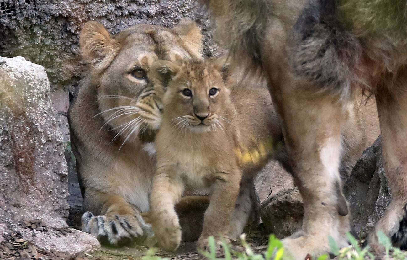 Aasha E Naisha Scelti I Nomi Delle Leoncine Asiatiche Nate Al Bioparco 