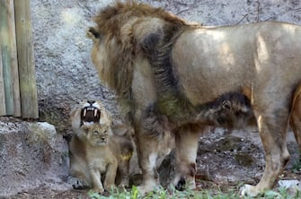 ROME, ITALY - JULY 10: Two baby lions play in front of their mother "Sajani" and lion father "Ravi" (half covered) at the Bioparco on July 10, 2020 in Rome, Italy. The newborn Asiatic Lions (Panthera Leo Persica) female are born on April 29. (Photo by Elisabetta A. Villa/Getty Images)