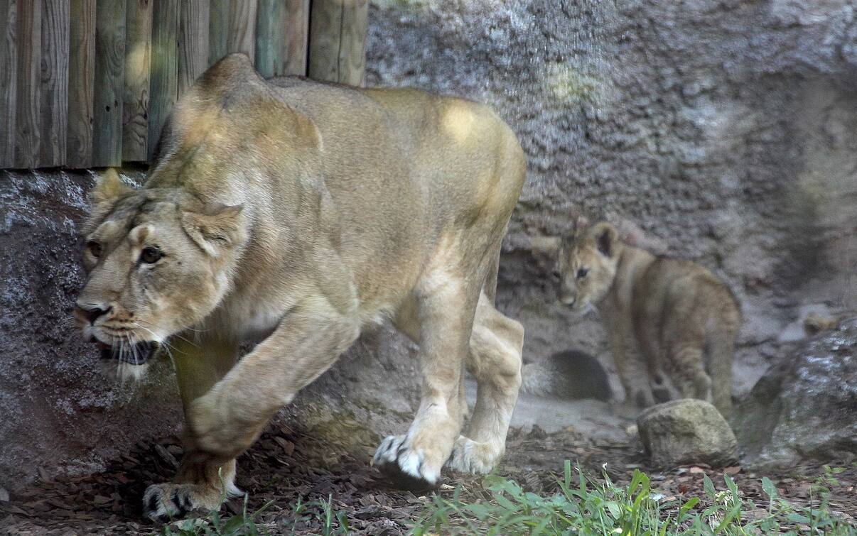 Aasha E Naisha Scelti I Nomi Delle Leoncine Asiatiche Nate Al Bioparco 