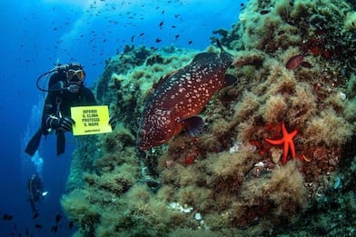 Mare caldo, Greenpeace si immerge contro i cambiamenti climatici. FOTO