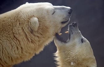A polar bear plays on January 4, 2011 at Prague Zoo in the Czech capital. AFP PHOTO / MICHAL CIZEK (Photo credit should read MICHAL CIZEK/AFP via Getty Images)