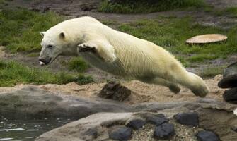 Polar bear Vicks jumps in the pool of its enclosure at the Blijdorp Zoo, in Rotterdam, on 15 June 2012. AFP PHOTO / ANP / TOUSSAINT KLUITERS  *** netherlands out - belgium out ***        (Photo credit should read TOUSSAINT KLUITERS/AFP/GettyImages)