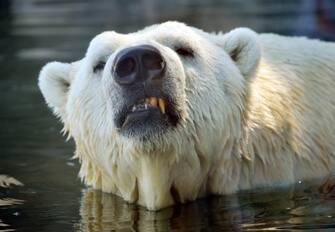 A polar bear cools off in the water pond of his enclosure at the zoo in Karlsruhe, southern Germany on August 18, 2012.    AFP PHOTO / ULI DECK  GERMANY OUT        (Photo credit should read ULI DECK/AFP/GettyImages)