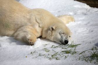 SAN FRANCISCO, CA - NOVEMBER 15:  Pike, a 30 year old Polar Bear plays in man made snow at the San Francisco Zoo on November 15, 2012 in San Francisco, California.  Two San Francisco Zoo Polar Bears, Pike (30) and Ulu (32)celebrated their birthdays with 10 tons of man made snow and special treats.  (Photo by Justin Sullivan/Getty Images)