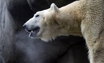 A polar bear stands in his enclosure at the Tierpark Hagenbeck zoo in Hamburg, northern Germany, on February 9, 2013. Temperatures in the Hanseatic city were around the freezing point.       AFP PHOTO / AXEL HEIMKEN    GERMANY OUT        (Photo credit should read AXEL HEIMKEN/DPA/AFP via Getty Images)