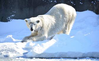 NEW YORK, NY - FEBRUARY 09:  A polar bear is seen at the Bronx Zoo after a snow storm on February 9, 2013 in the Bronx borough of New York City.  (Photo by James Devaney/WireImage)