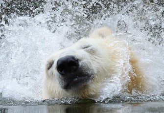 BERLIN, GERMANY - AUGUST 23:  Two-year-old polar bear Wolodja shakes water from his fur while swimming in his enclosure at Tiergarten Berlin zoo on August 23, 2013 in Berlin, Germany. The zoo recently aquired Wolodja from a zoo in Moscow and zoo authorities are hoping he will pair with a female polar bear to impregnate her with a cub. Another polar bear cub, Knut, rose to world fame after he was born at Zoo Berlin zoo and was rejected by his mother.  (Photo by Sean Gallup/Getty Images)