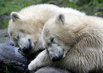 Polar bear twins Nobby and Nela sleep in their enclosure of the Tierpark Hellabrunn zoo in Munich, southern Germany, on August 22, 2014. The two cubs were born at the zoo on December 9, 2013.        AFP PHOTO / DPA / STEPHAN JANSEN / GERMANY OUT        (Photo credit should read STEPHAN JANSEN/DPA/AFP via Getty Images)